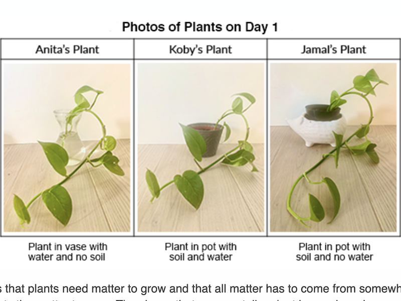 Screenshot of Growing Plants task; shows 3 photos of plants labeled with various growing conditions.