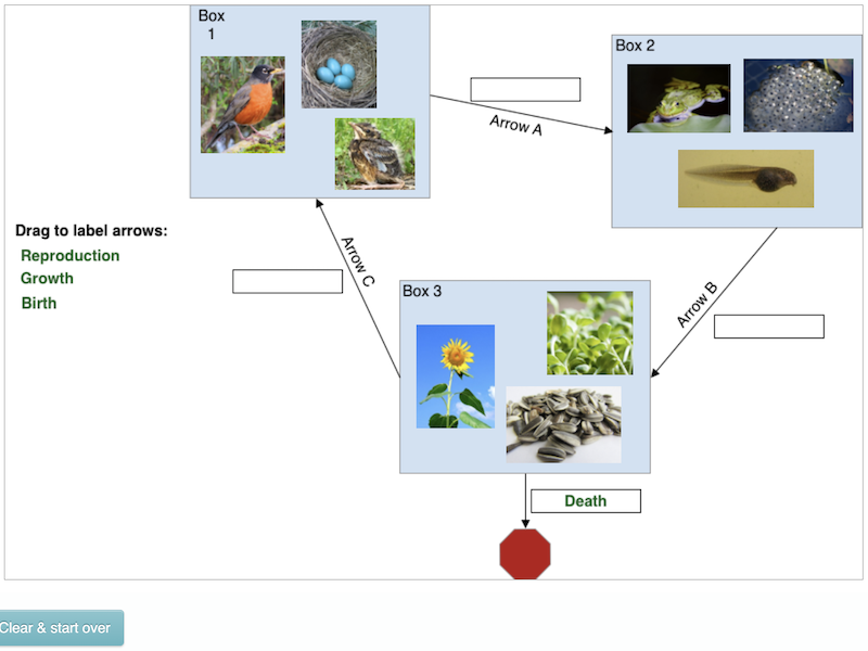 Screenshot of Sunflowers, Frogs, and Birds task interactive
